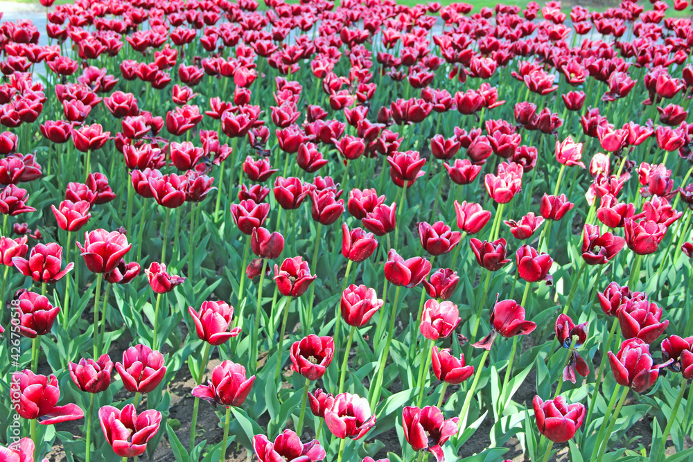 Red tulips on flower bed in garden. Spring garden