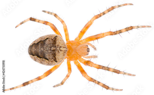 The spider species Araneus diadematus is called the European garden spider, diadem spider, orangie, cross spider and crowned orb weaver. Orb-weaver spider isolated on white background. photo