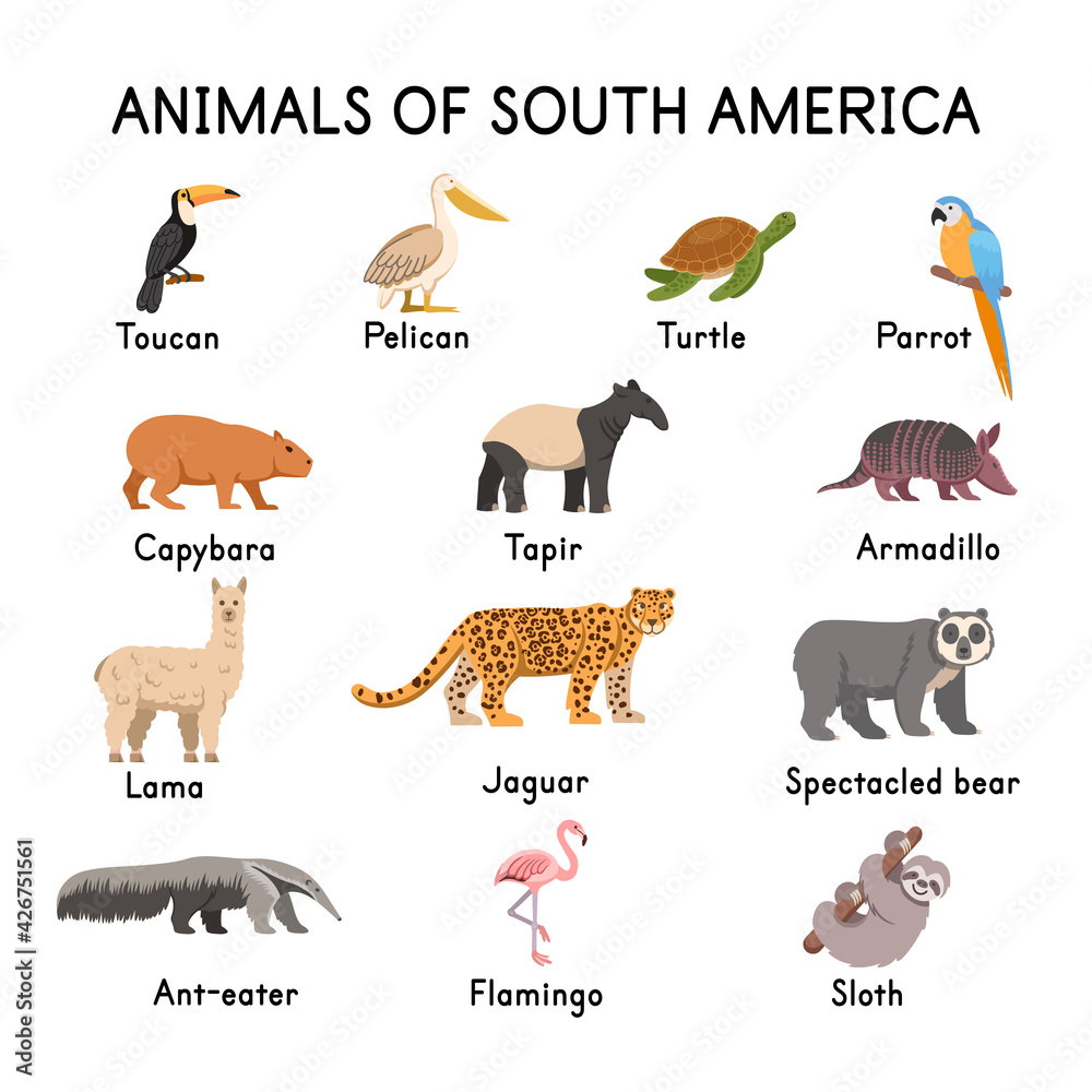 South of American animals: toucan, pelican, turtle, parrot, capybara, tapir, llama, jaguar, spectacled bear, flamingo, sloth, armadillo, ant-eater on a white cartoon illustration. Stock Vector | Adobe Stock South of American animals: toucan, pelican, turtle, parrot, capybara, tapir, llama, jaguar, spectacled bear, flamingo, sloth, armadillo, ant-eater on a white cartoon illustration. Stock Vector | Adobe Stock