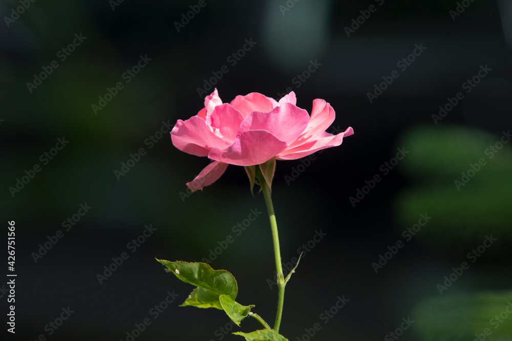 Close up image of a pink wild rose growing in northern Istanbul, a region where Black Sea and Mediterranean climate systems converge, creating many surprises and beauties. Close up image of a pink wild rose growing in northern Istanbul, a region where Black Sea and Mediterranean climate systems converge, creating many surprises and beauties.