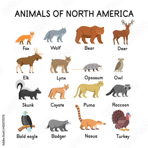 Animals of North America: fox, wolf, bear, deer, elk, skunk, lynx, opossum, owl, coyote, cougar, raccoon, bald eagle, badger,  nasua, turkey on a white background.Flat cartoon illustration for kids.