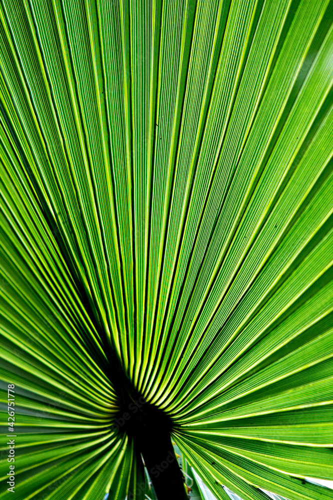 Fototapeta premium Close up image of a backlit green palm tree leaf, reminding peaceful shadows in tropical holidays.