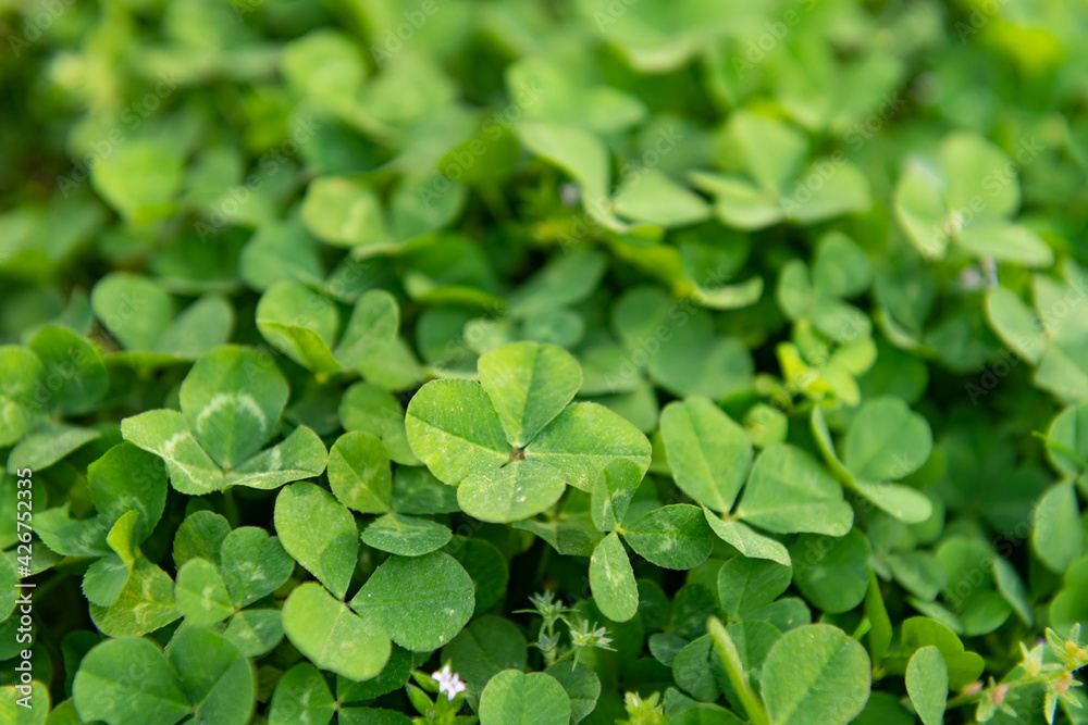 Four leaf clover background with a shallow depth of field
Four leaf clover background with a shallow depth of field