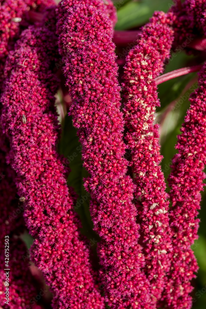 Loveliesbleeding (Amaranthus caudatus) in garden Stock Photo Adobe