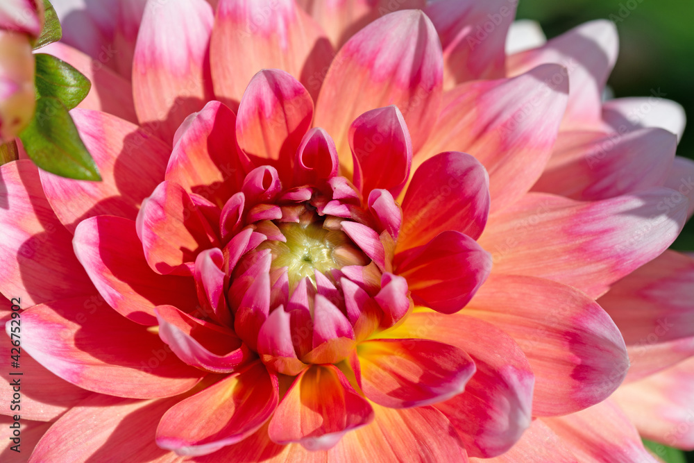 Rosa Dahlienblüte in einer Nahaufnahme