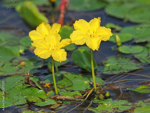 Flower of yellow floating heart  aquatic plant. Nymphoides peltata
