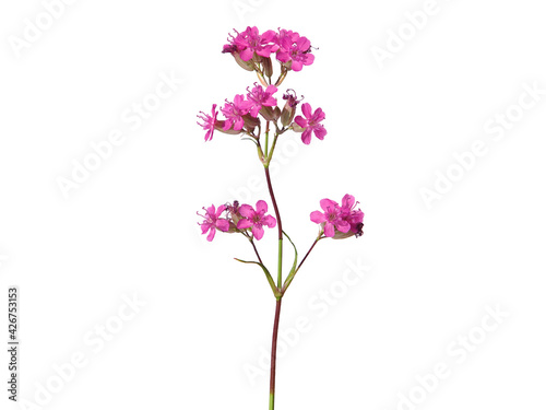 Pink flower of the sticky catchfly or clammy campion, Silene Viscaria
