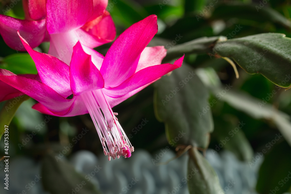 Obraz premium pink and white flower