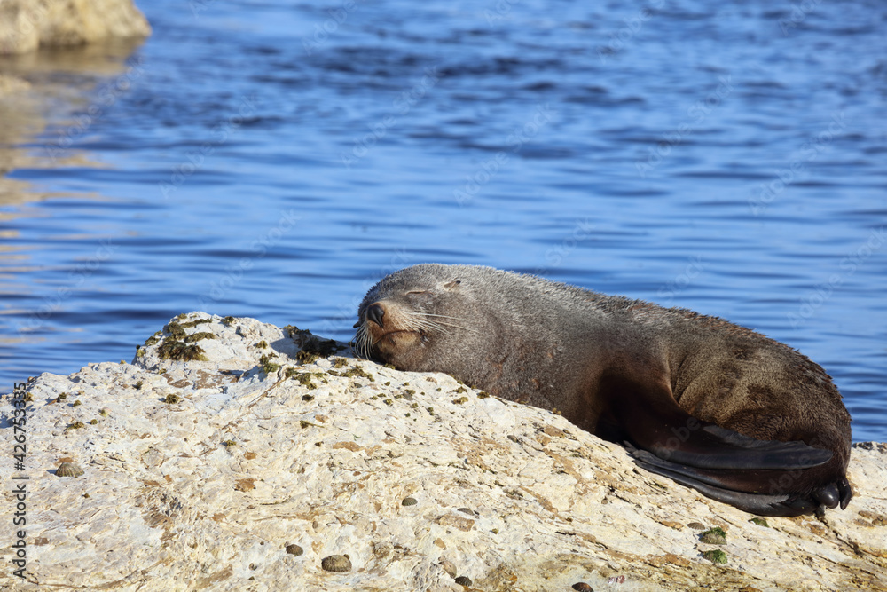 Obraz premium Neuseeländischer Seebär / New Zealand fur seal / Arctocephalus forsteri
