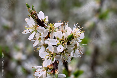 Close up of white cherry blossom and buds.