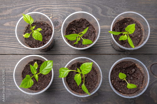 young seedlings of sweet pepper in disposable cups top view
