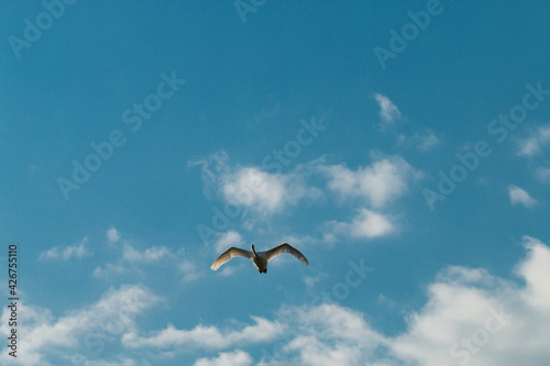 the white swan flies against the blue sky