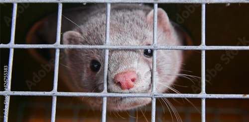 A caged farm mink looks through the bars. photo