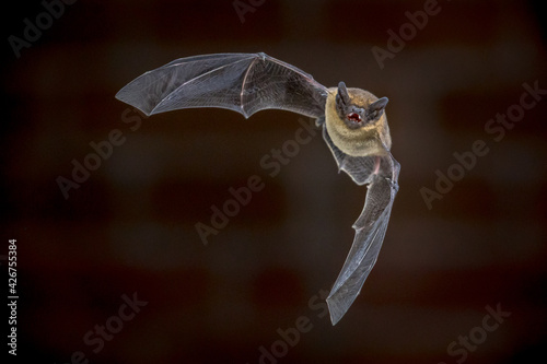 Flying Pipistrelle bat in front of brick wall photo