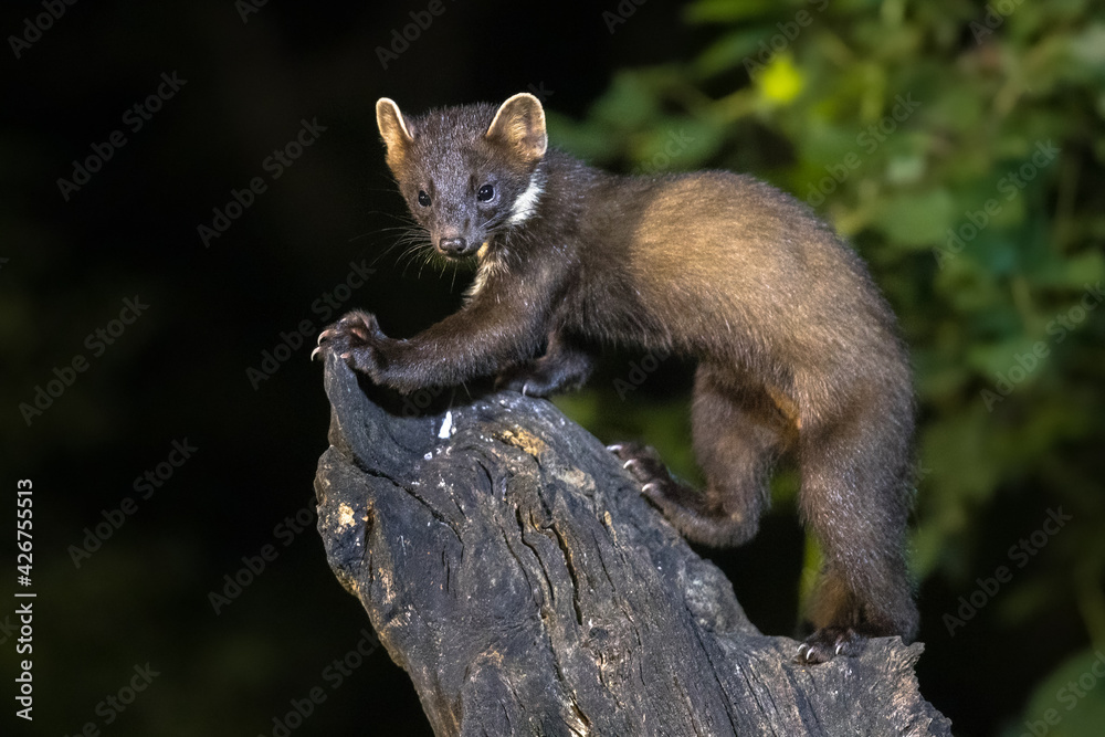 Pine marten on trunk in forest at night Pine marten on trunk in forest at night