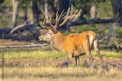 Red deer rutting season Veluwe