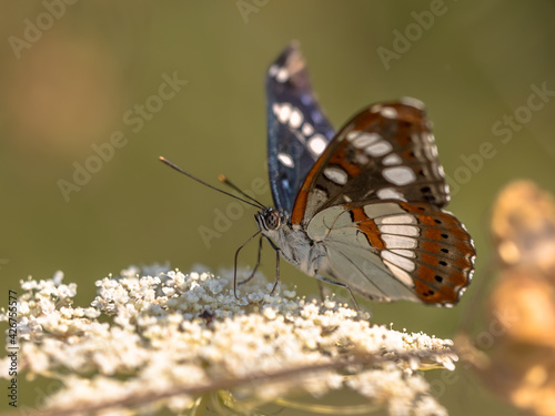 Southern white admiral photo