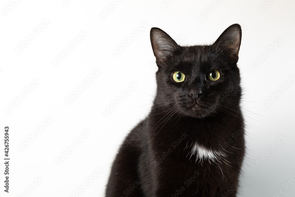 Portrait of a large black cat on a white background. The cat looks into the camera. Green eyes in the pet