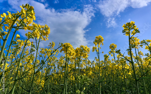 Rapeseed fields over blue sky and clouds