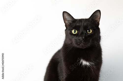 Portrait of a large black cat on a white background. The cat looks into the camera. Green eyes in the pet