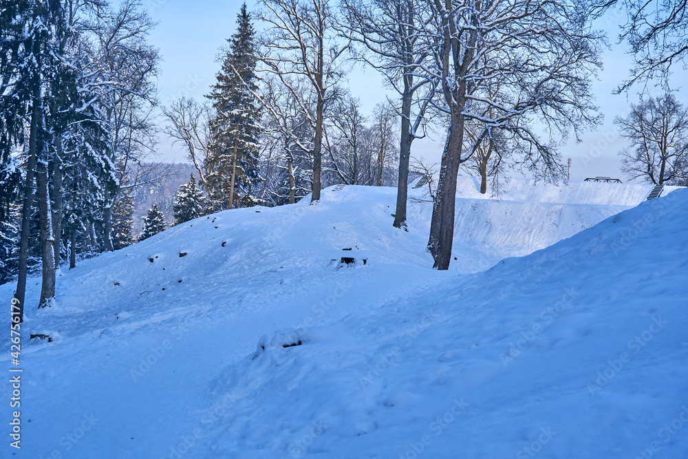 Snow-covered trees in the mountains