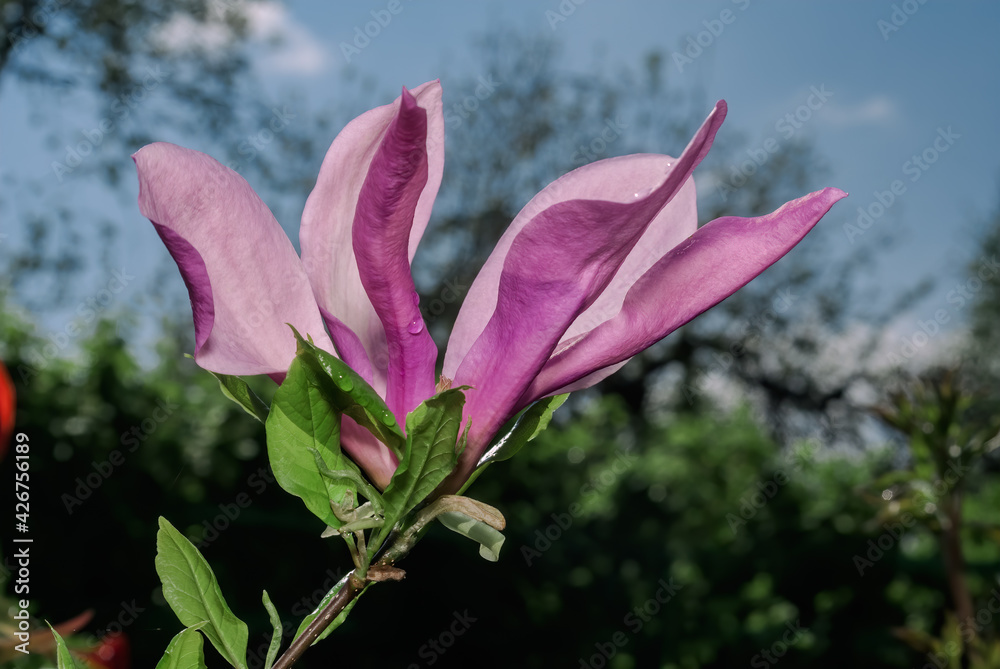 Magnolia 'Susan' (Magnolia liliiflora x Magnolia stellata) in garden Magnolia 'Susan' (Magnolia liliiflora x Magnolia stellata) in garden