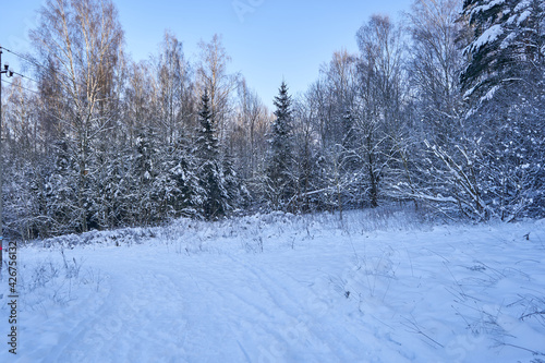 Winter forest in the snow on a sunny and cold day
