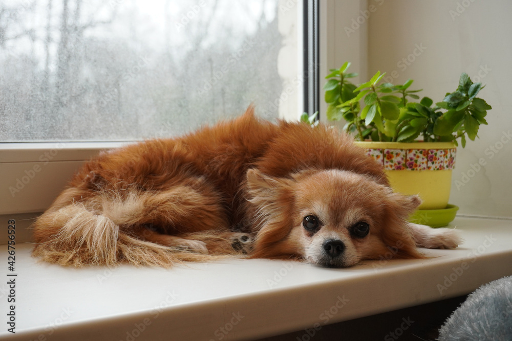 Chihuahua dog lies on the windowsill by the window. Cloudy, rainy, gray day. Portrait of a cute dog. Chihuahua dog lies on the windowsill by the window. Cloudy, rainy, gray day. Portrait of a cute dog.