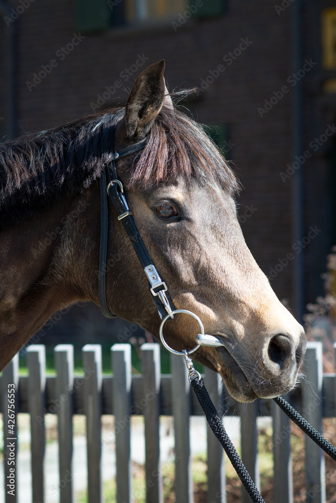 Fototapeta premium Reitpferd / Reitpony