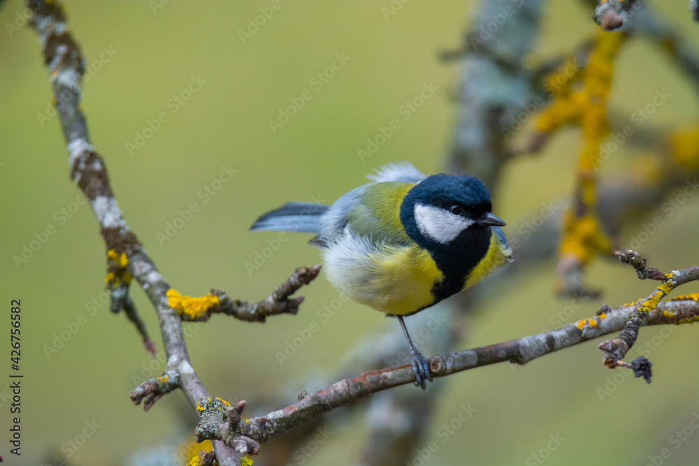 Great tit (Parus major) sits on the branch , blur background Great tit (Parus major) sits on the branch , blur background