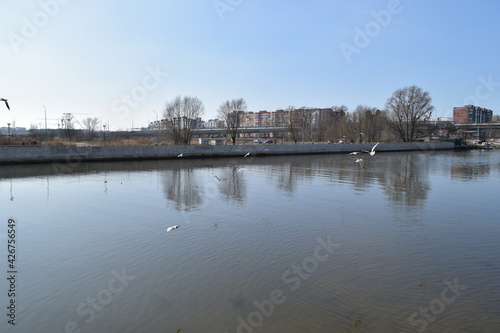 Baltic seagulls fly over the river.