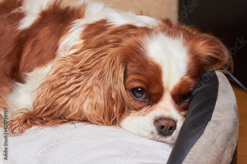 The little dog Cavalier King Charles Spaniel is lying on the floor. Beautiful Purebred Cavalier King Charles Cavalier Spaniel Dog © Oksana