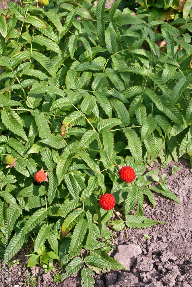 Roseleaf Bramble (Rubus rosifolius) in orchard