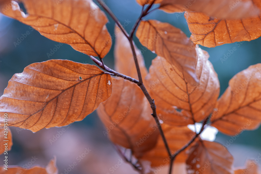 Autumn brown red leaves, Alnus in spring Autumn brown red leaves, Alnus in spring