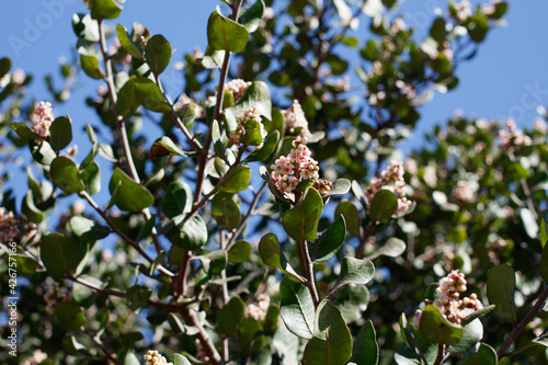 Terminal indeterminate panicle inflorescences bloom on Bittersweet Sumac, Rhus Integrifolia, Anacardiaceae, native gynodioecious shrub in Ballona Freshwater Marsh, South California Coast, Winter.