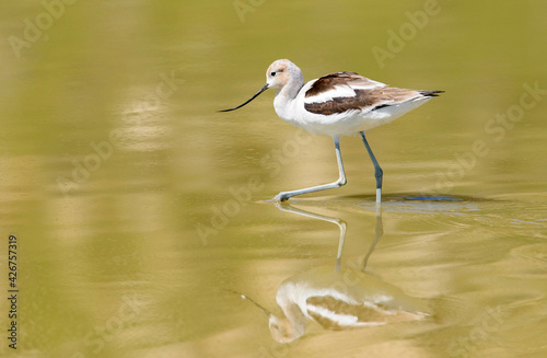 American Avocet wading in the shallow waters of San Jacinto Wildlife Area near Lake Perris in Riverside County. 
