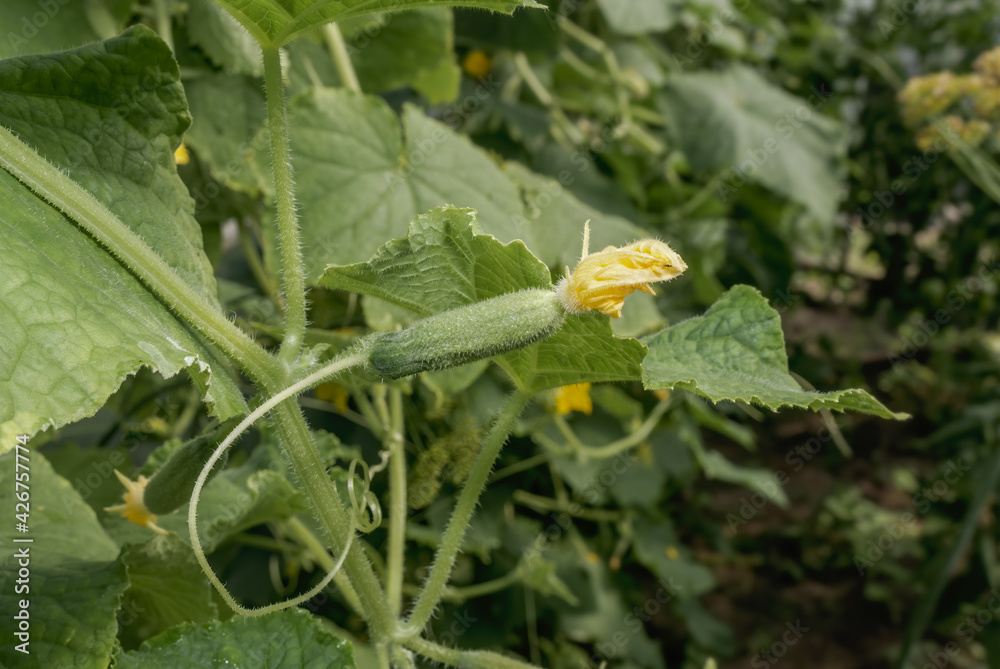 Cucumber (Cucumis sativus) in vegetable garden Cucumber (Cucumis sativus) in vegetable garden