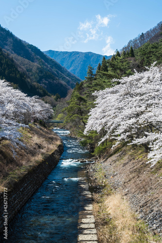 桜咲く春の徳本峠