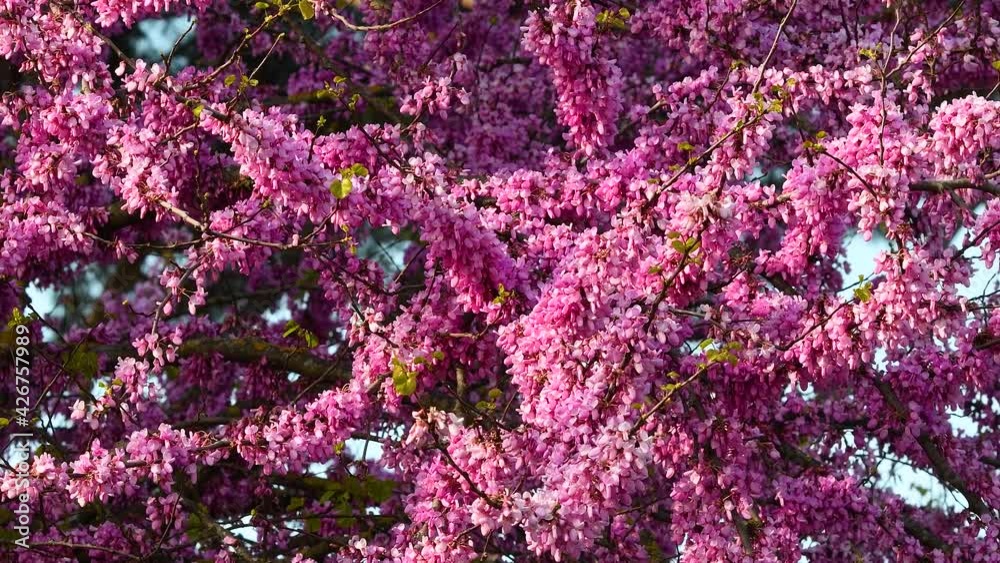 Flowering Judas tree moves in the wind. Spring season