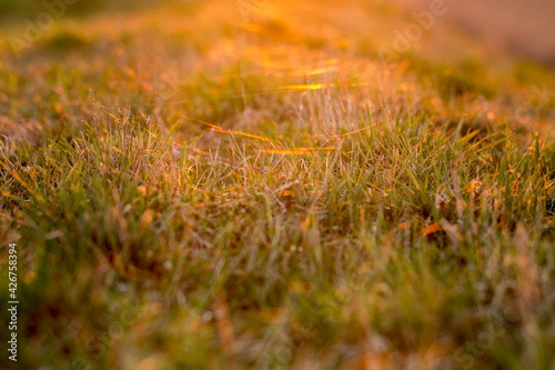 grass with spider webs at sunset