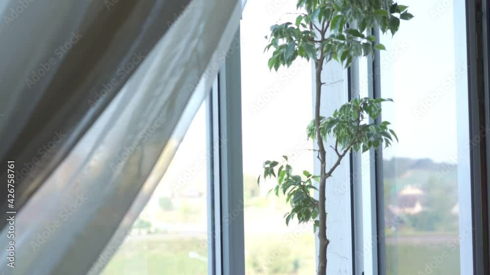 Open window frame with white transparent curtain and flowerpot on sill Open window frame with white transparent curtain and flowerpot on sill