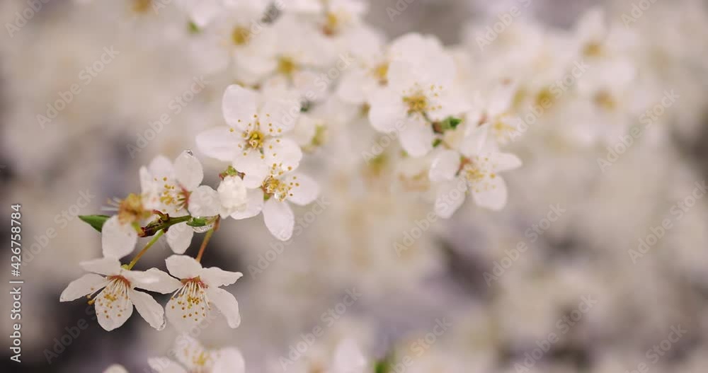 delicate plum tree blossoms blooming under the rain in the spring garden delicate plum tree blossoms blooming under the rain in the spring garden