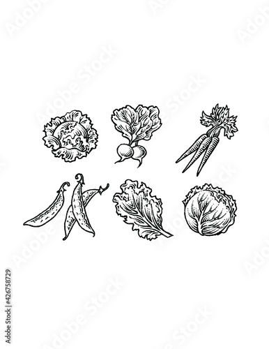 icon illustrations of vegetables