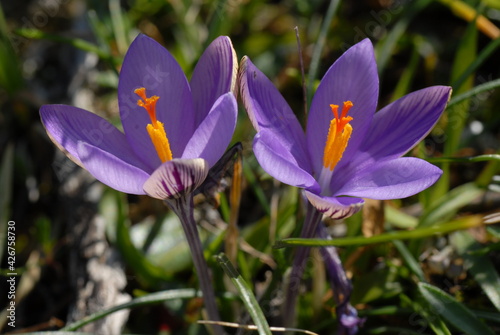 Obraz na płótnie Zafferano minimo, Crocus minimus