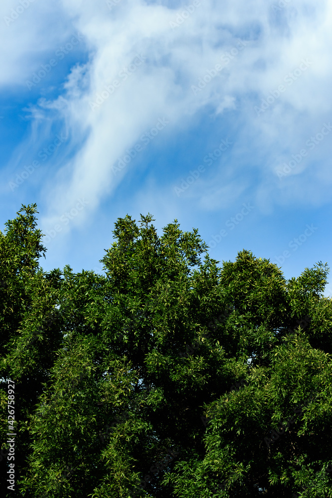 abstract full frame picture of nature trees and cascading clouds abstract full frame picture of nature trees and cascading clouds