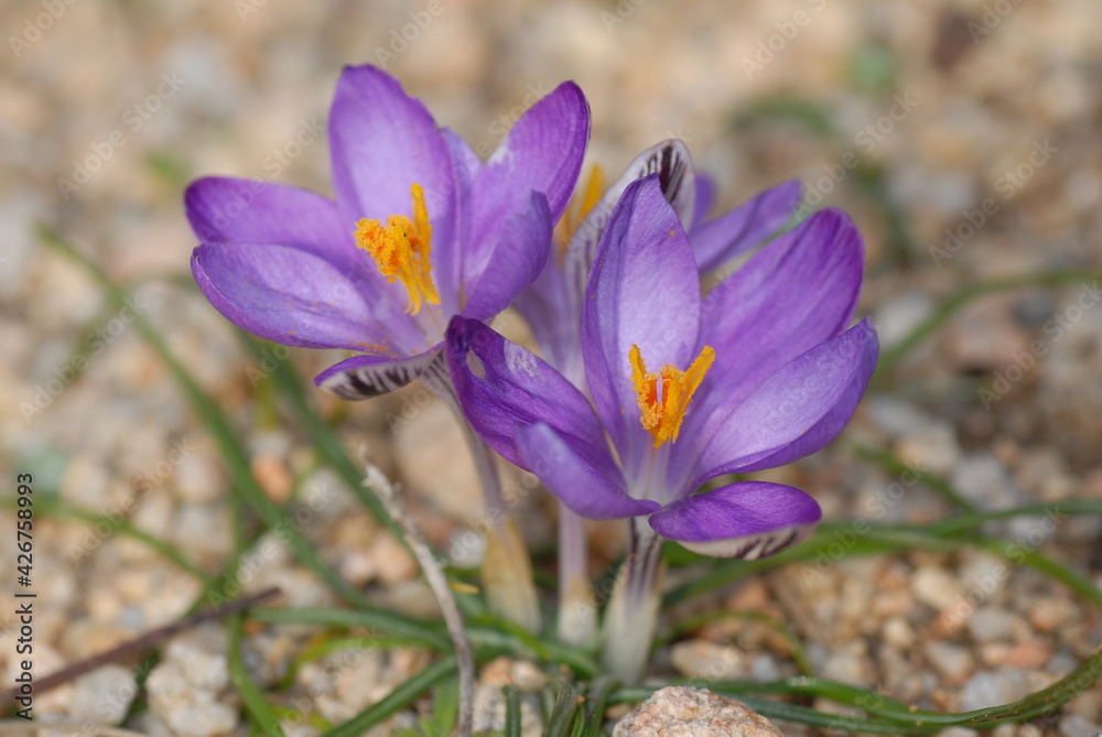 Crocus minimus, zafferano minimo Crocus minimus, zafferano minimo