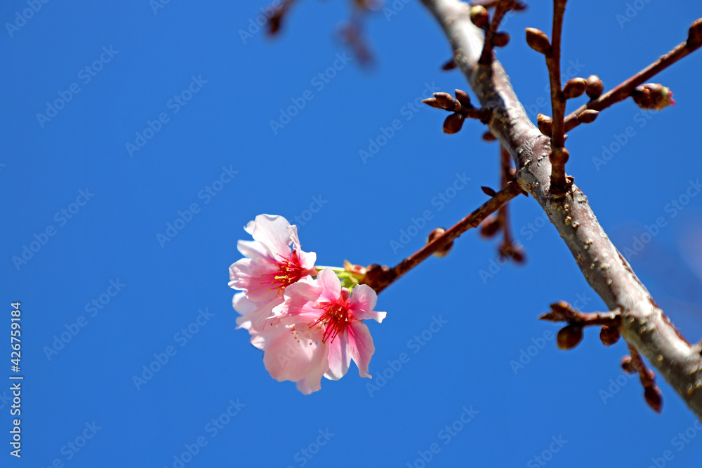 Sakura Pink Flowers And Their Branch With Blue Sky