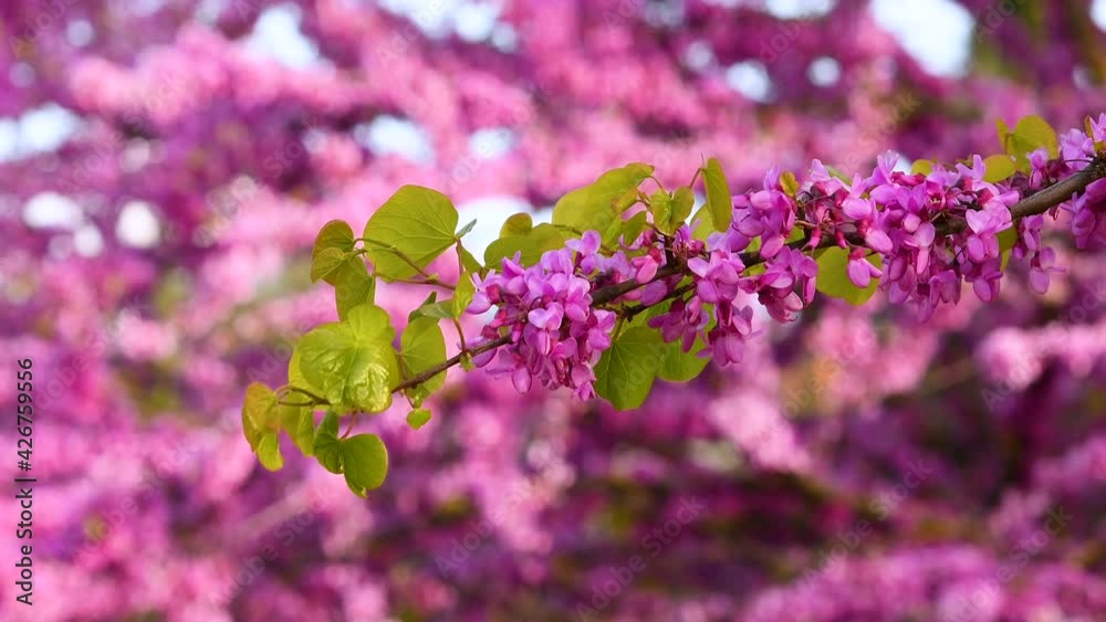 Flowering Judas tree moves in the wind. Spring season