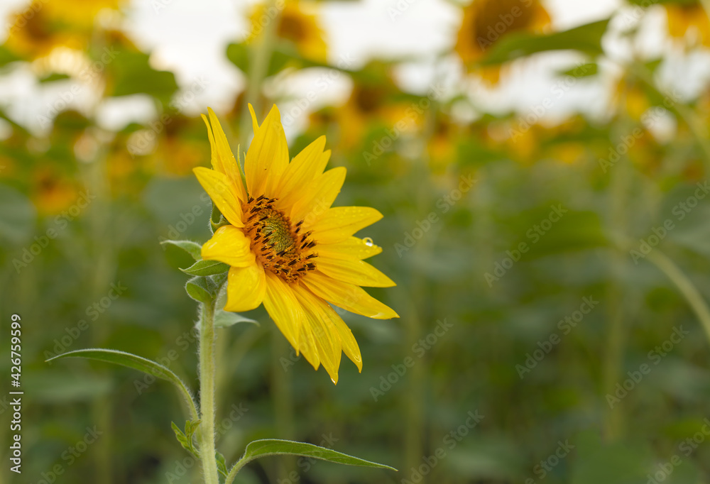 Background of head of sunflower on the field Background of head of sunflower on the field
