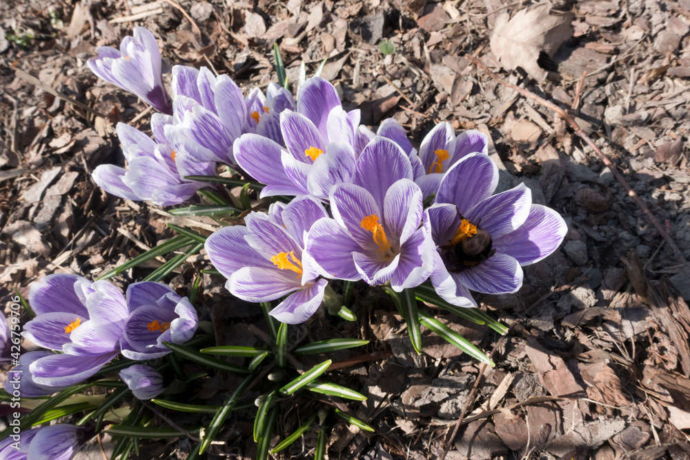 violet crocus blooms in early spring violet crocus blooms in early spring